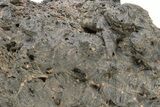 Pica Glass ( g) - Meteorite Impactite From Chile #225621-1